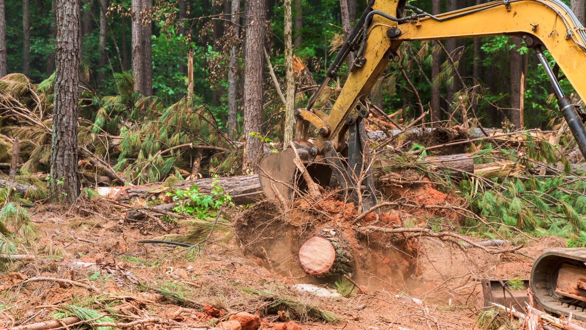 Yellow excavator removing tree roots in a forest clearing
