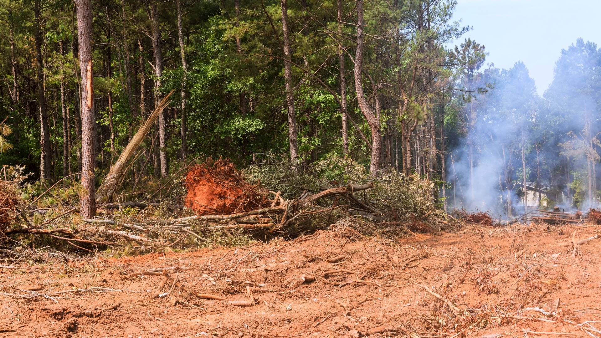 Smoky forest clearing with fallen trees and debris during logging or cleanup