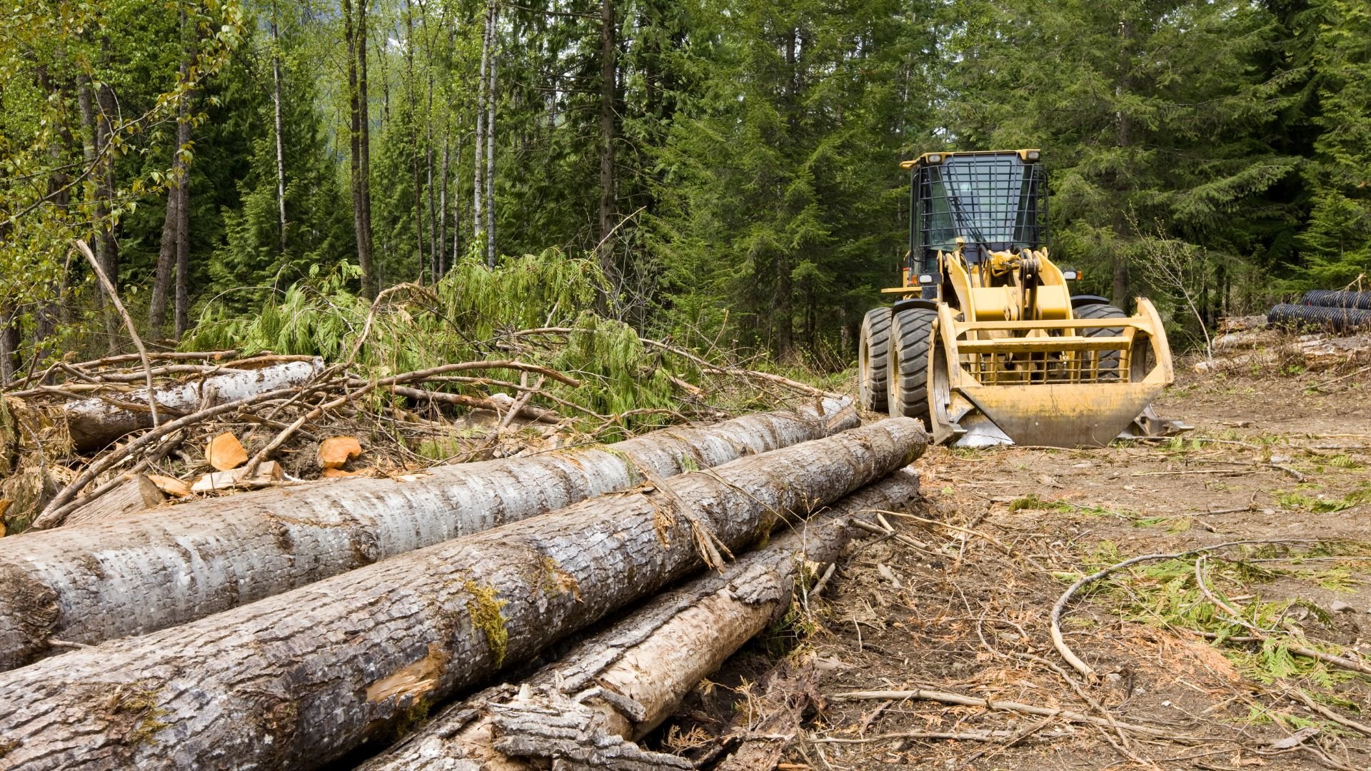 Yellow logging machine with felled trees in dense forest clearing